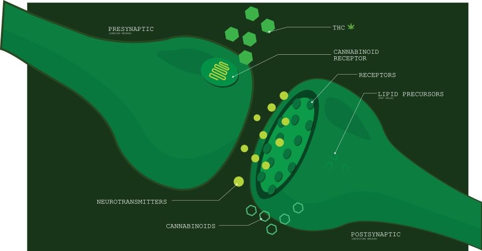 cannabis world news graph