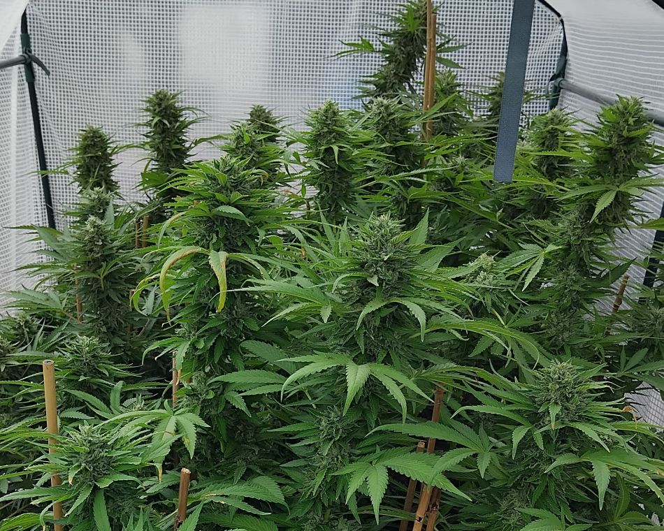 cannabis world news indoor grow Large sized plants can be costly during the vegetation stage
