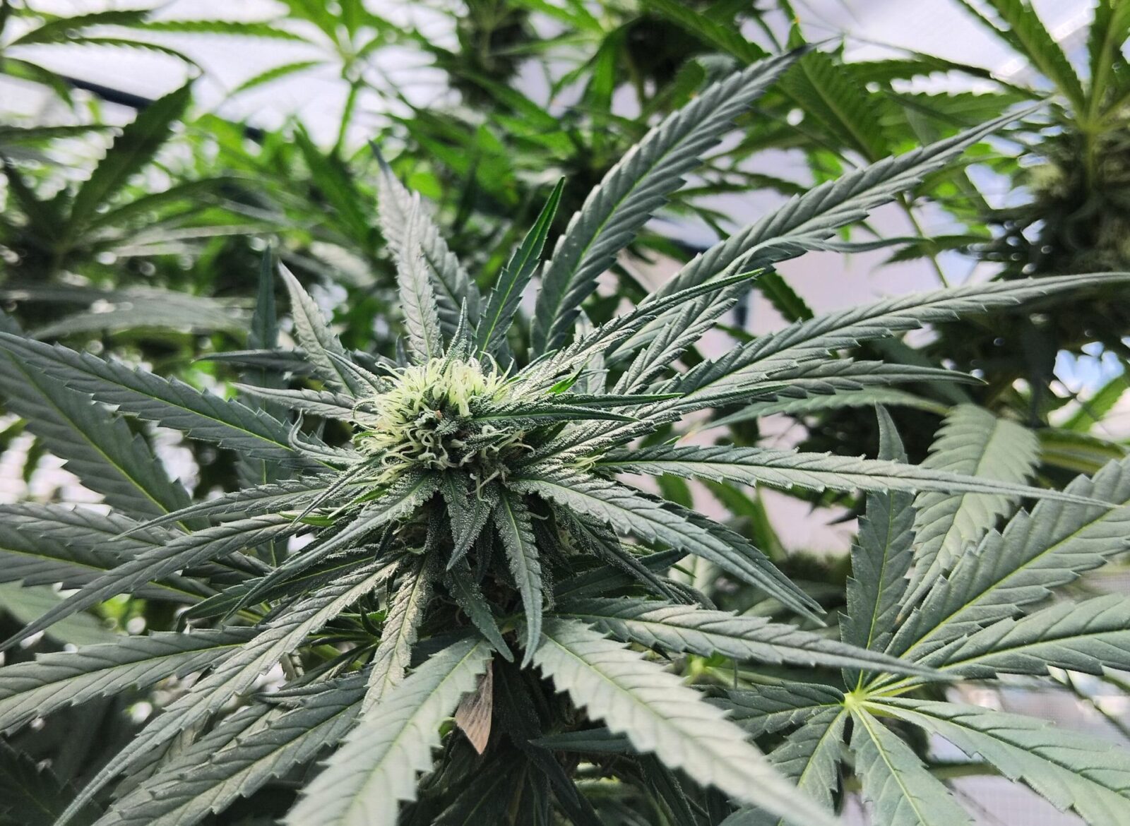 cannabis world news indoor grow Large sized plants can be costly during the vegetation stage