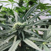 cannabis world news indoor grow Large sized plants can be costly during the vegetation stage
