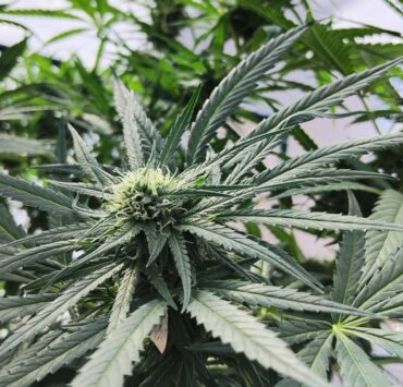 cannabis world news indoor grow Large sized plants can be costly during the vegetation stage