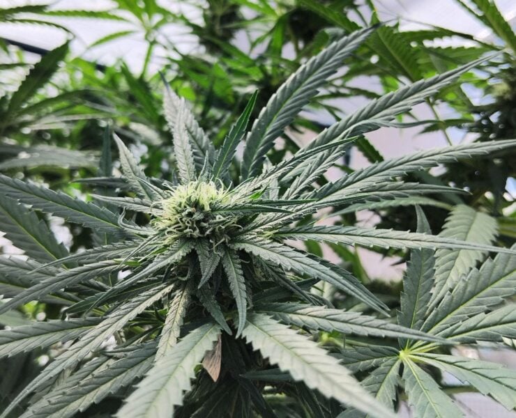 cannabis world news indoor grow Large sized plants can be costly during the vegetation stage