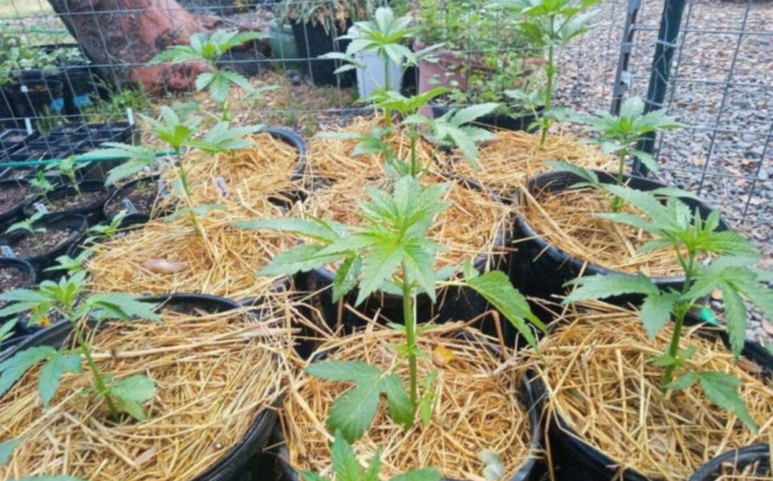 cannabis world news organic growing image of small cannabis plants