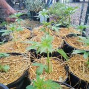 cannabis world news organic growing image of small cannabis plants