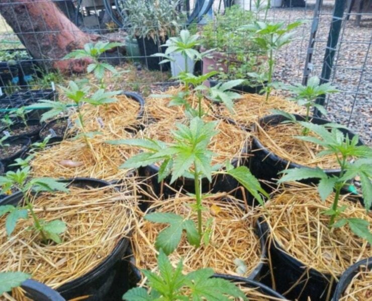 cannabis world news organic growing image of small cannabis plants