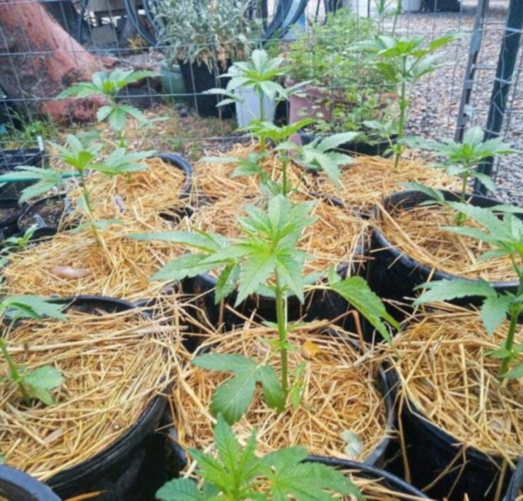 cannabis world news organic growing image of small cannabis plants
