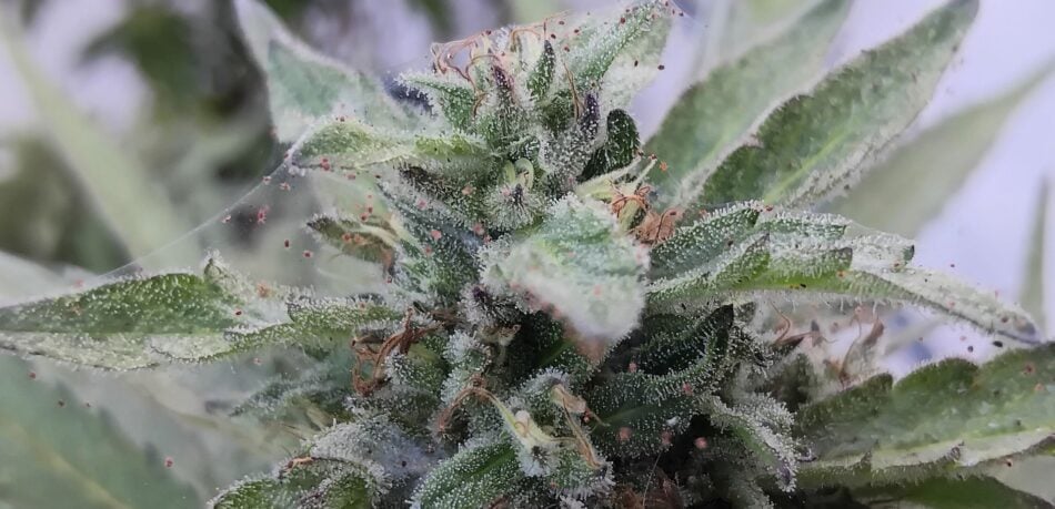 cannabis world news organic growing pests and disease This flowering plant is suffering from a spider mite infestation