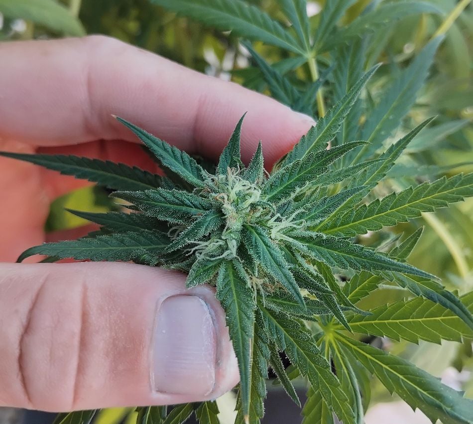 cannabis world news organic growing pests and diease Check your plants as often as possible, especially during the flowering stage