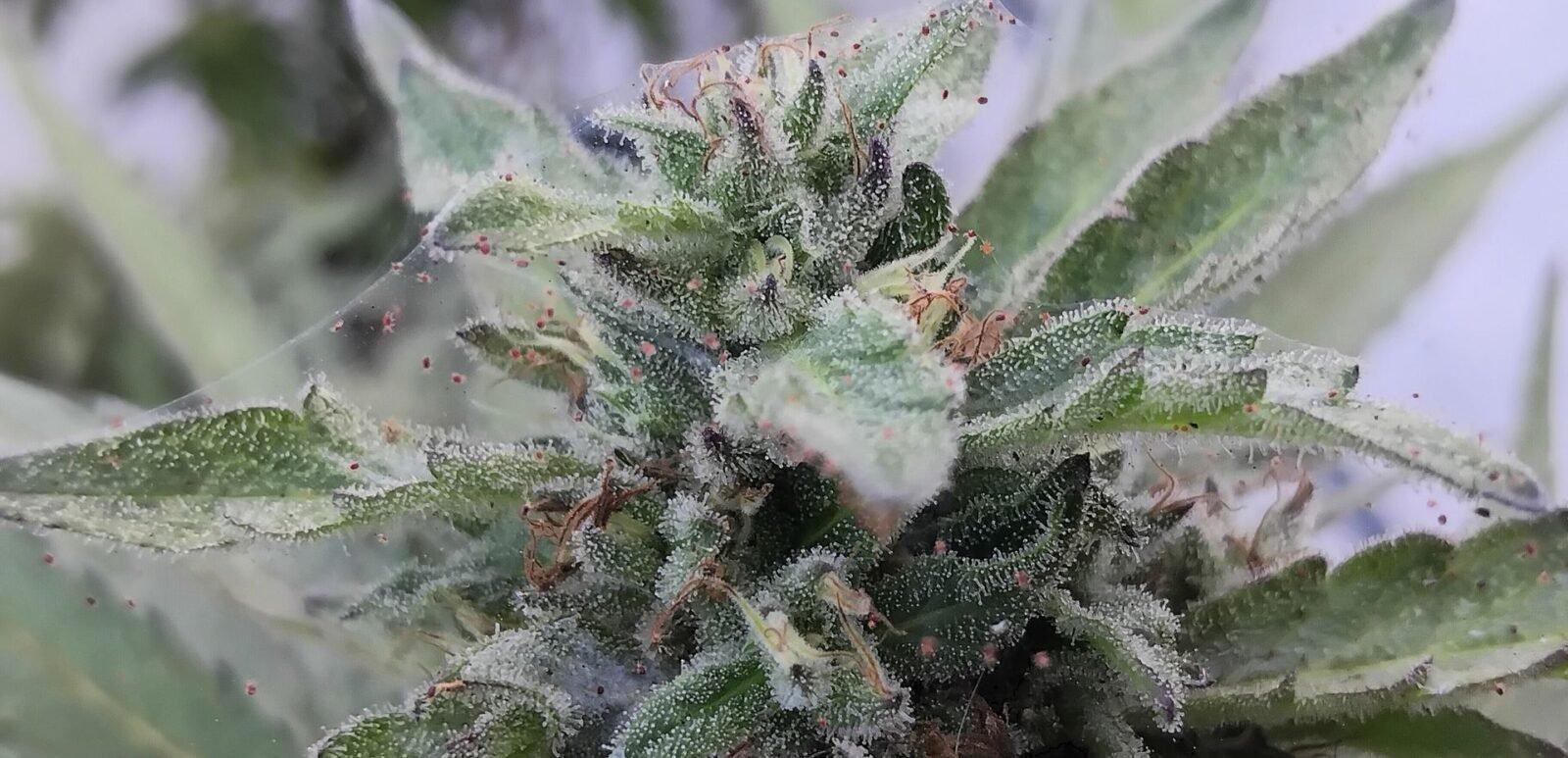 cannabis world news organic growing pests and disease This flowering plant is suffering from a spider mite infestation