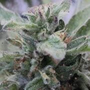 cannabis world news organic growing pests and disease This flowering plant is suffering from a spider mite infestation