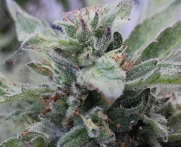 cannabis world news organic growing pests and disease This flowering plant is suffering from a spider mite infestation