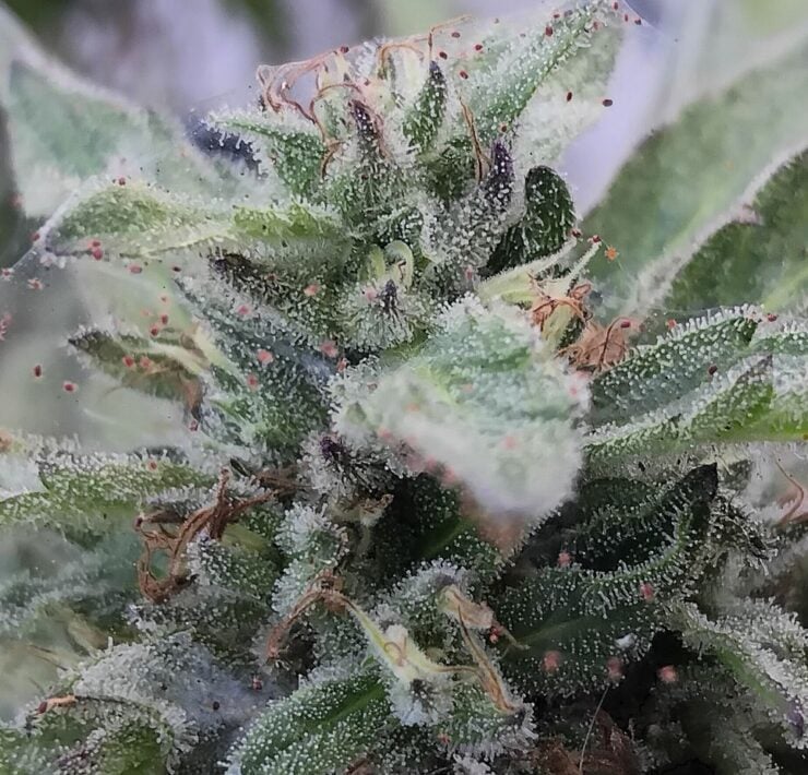 cannabis world news organic growing pests and disease This flowering plant is suffering from a spider mite infestation