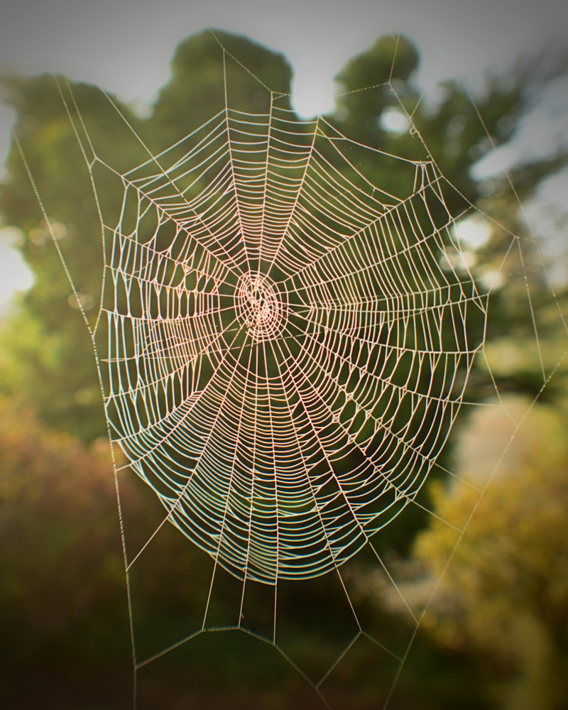 Classic Orb Web Weaved by a Fat Spider