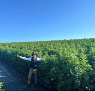 cannabis world news author in a field of cannabis plants