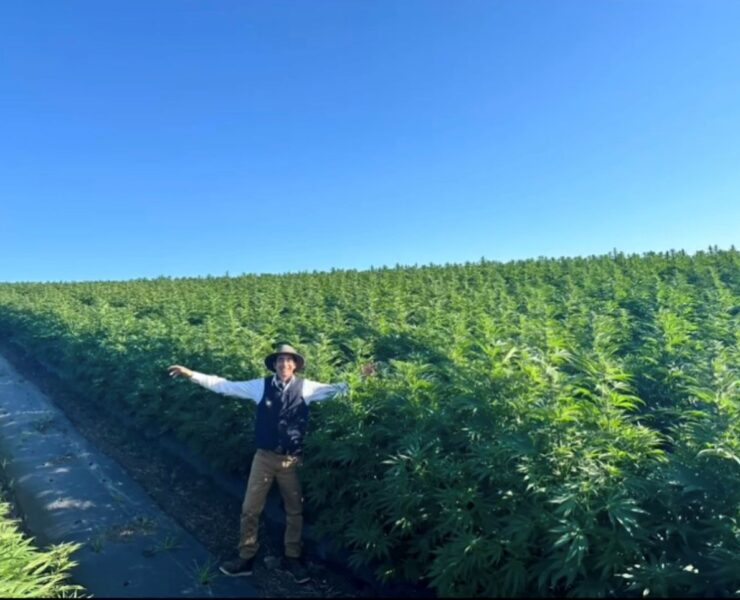 cannabis world news author in a field of cannabis plants