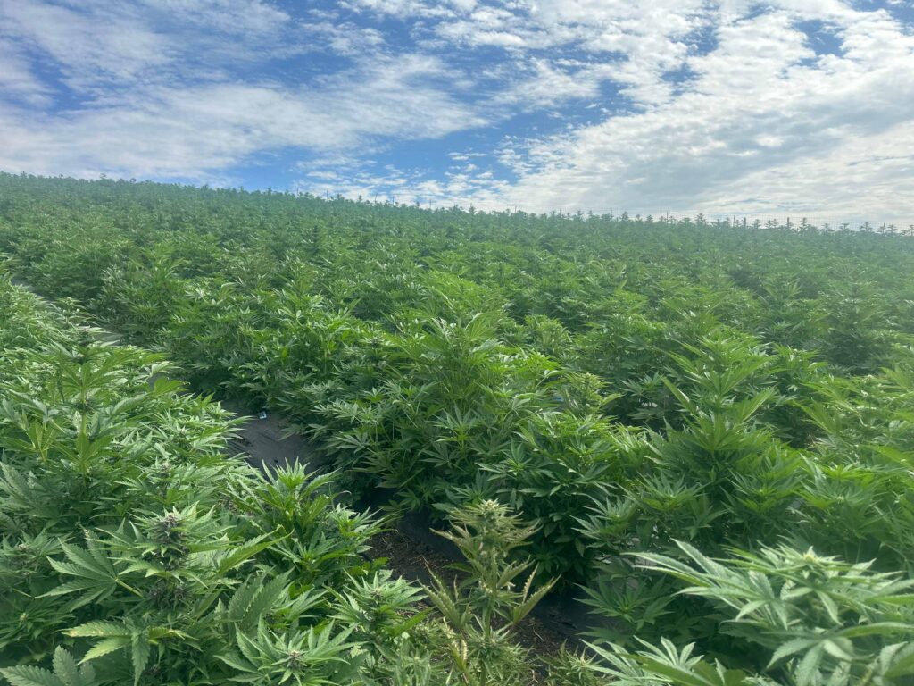 cannabis world news field of cannabis