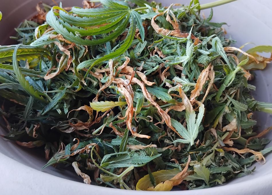 cannabis world news hashish charas cream This pile of leaves contains no resin and can be thrown away
