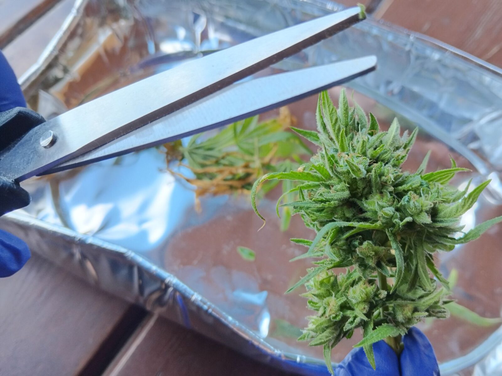 cannabis world news hashish charas cream This grower will save all of the leaves containing trichomes