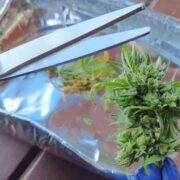 cannabis world news hashish charas cream This grower will save all of the leaves containing trichomes