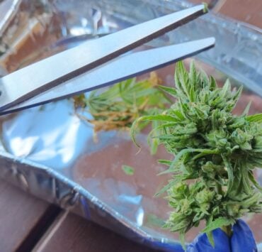 cannabis world news hashish charas cream This grower will save all of the leaves containing trichomes