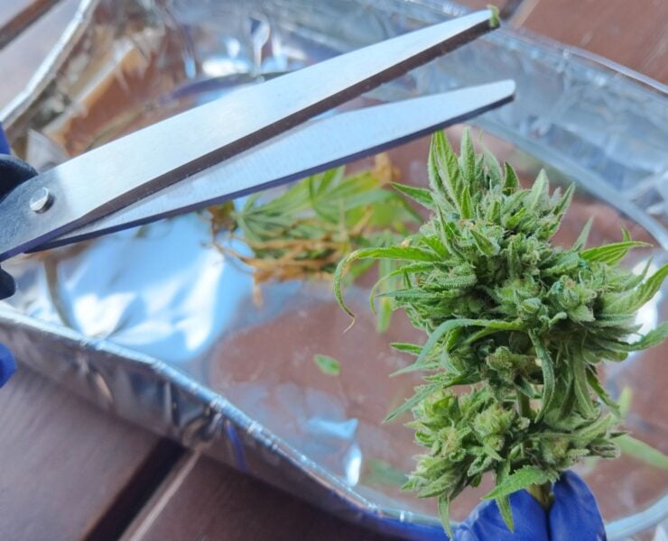 cannabis world news hashish charas cream This grower will save all of the leaves containing trichomes