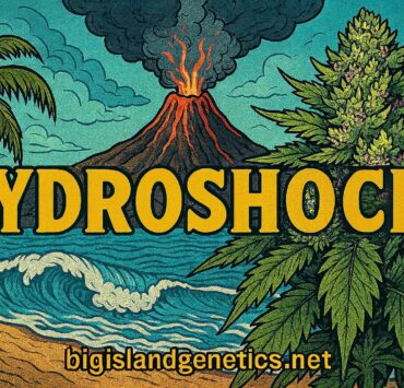 cannabis world news graphic of a volcano with the word Aftershock