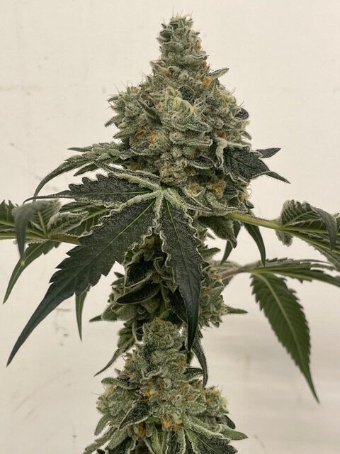 cannabis world news strain reports image of Marmalade bud