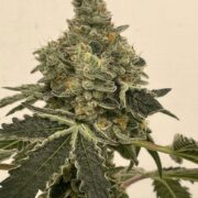 cannabis world news strain reports image of Marmalade plant bud top