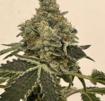 cannabis world news strain reports image of Marmalade plant bud top
