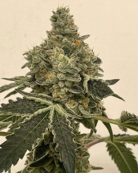 cannabis world news strain reports image of Marmalade plant bud top