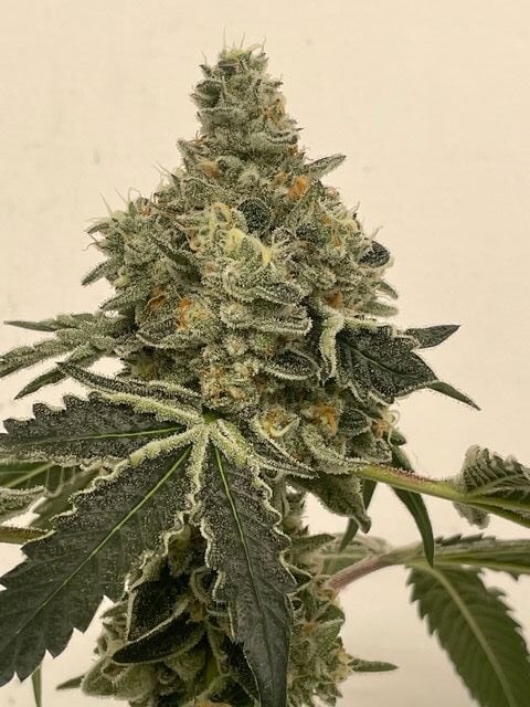 cannabis world news strain reports image of Marmalade plant bud top