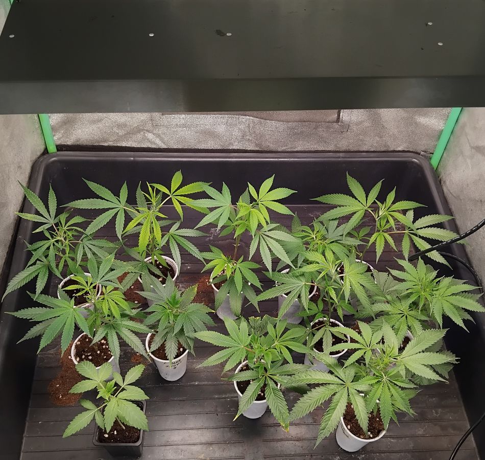 cannabis world news indoor grow This grower has a heating cable placed underneath this tray of clones