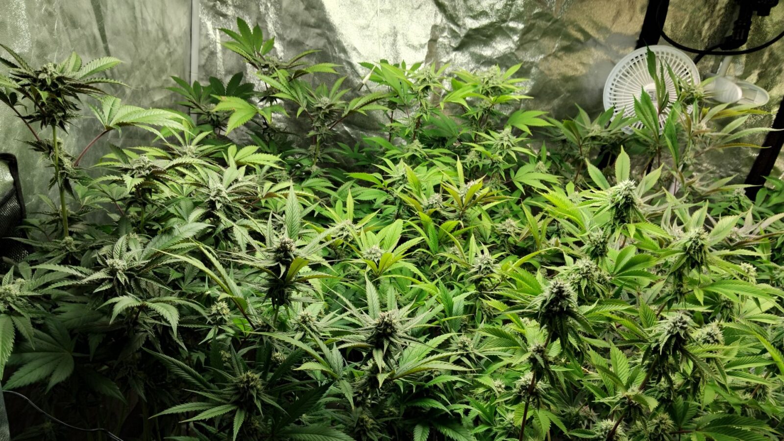cannabis world news indoor grow This flowering remains between 64°F and 68°F when the lights are off.
