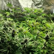 cannabis world news indoor grow This flowering remains between 64°F and 68°F when the lights are off.
