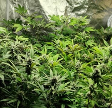 cannabis world news indoor grow This flowering remains between 64°F and 68°F when the lights are off.