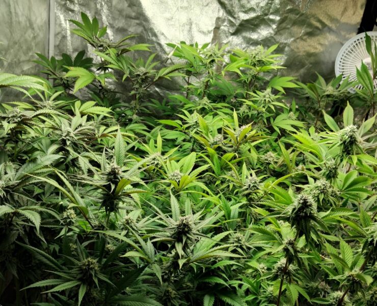 cannabis world news indoor grow This flowering remains between 64°F and 68°F when the lights are off.