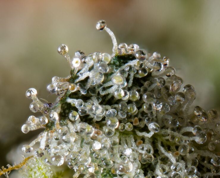cannabis world news strain reports closeup image of cannabis bud on the plan with resin droplets