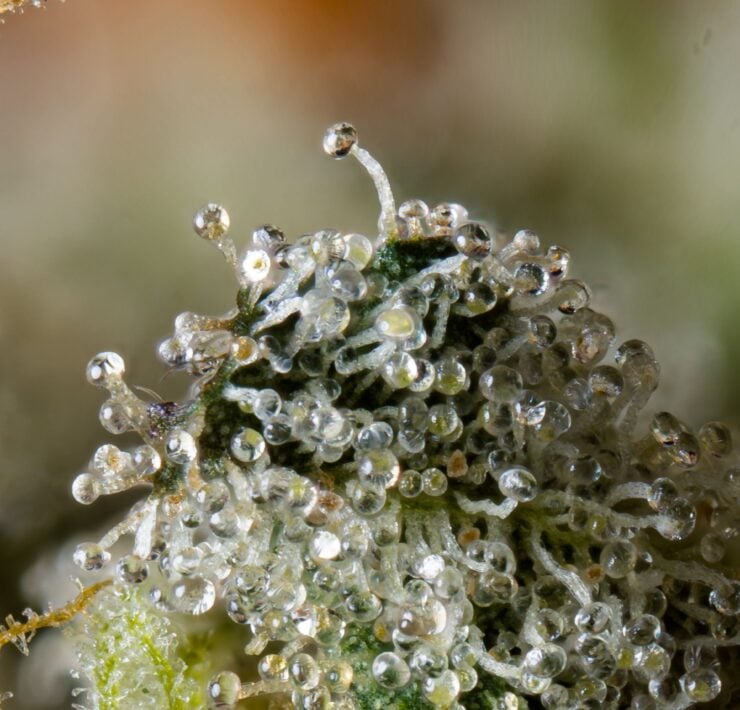 cannabis world news strain reports closeup image of cannabis bud on the plan with resin droplets