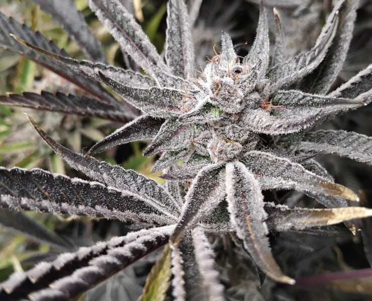 cannabis world news how to grow OG Kush buds are small and compact