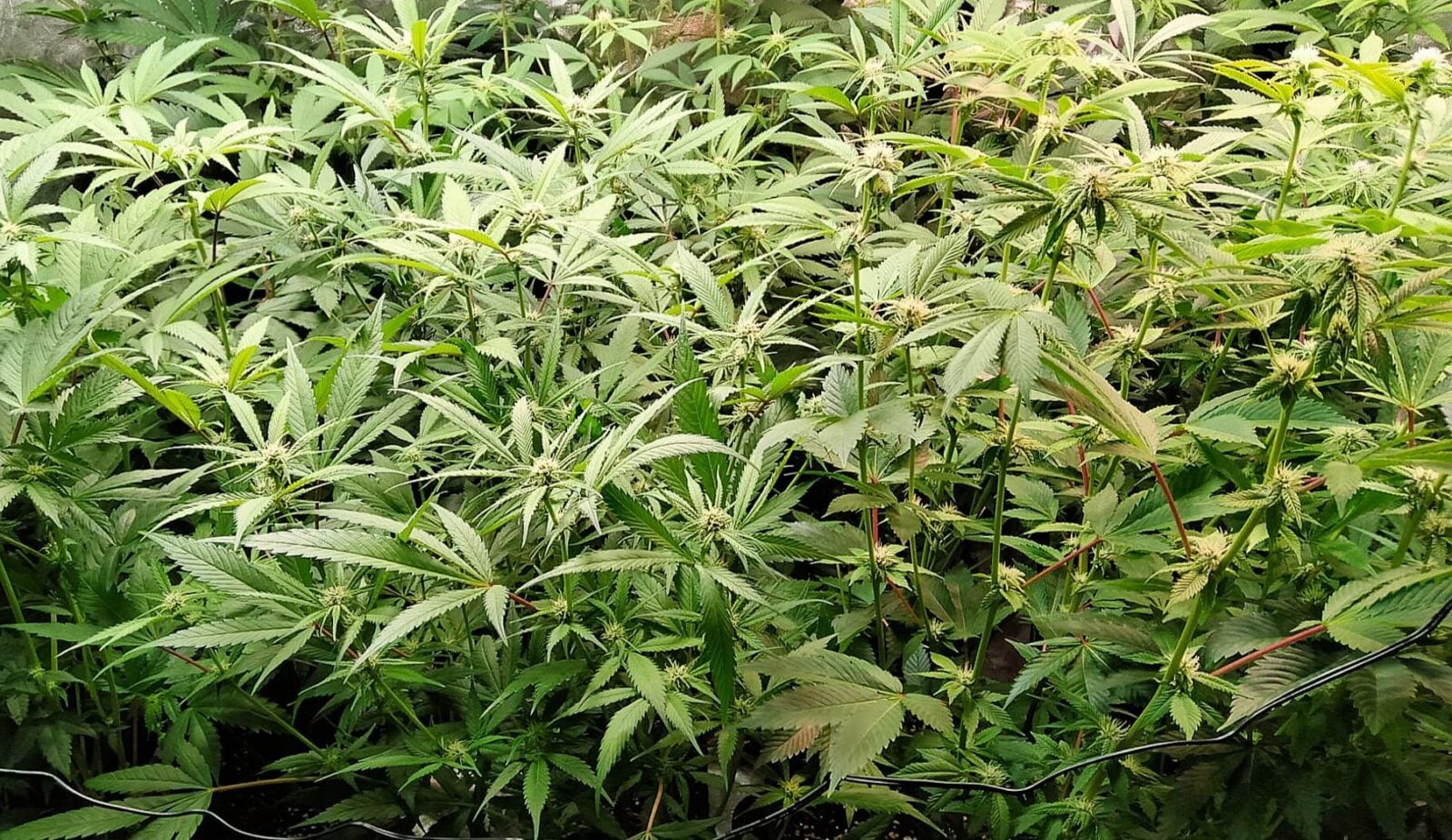 cannabis world news This spare cupboard has been turned into a sea of green set up for growing
