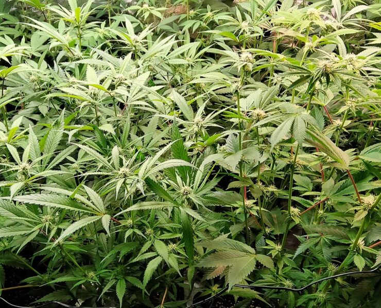 cannabis world news This spare cupboard has been turned into a sea of green set up for growing