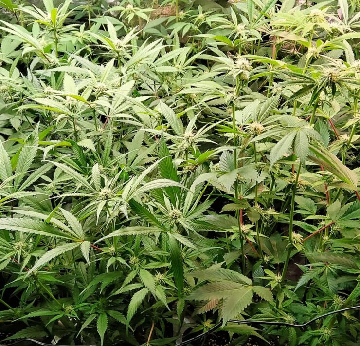 cannabis world news This spare cupboard has been turned into a sea of green set up for growing