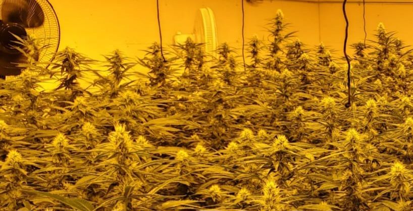 cannabis world news indoor grow image of cannabis plants in yellow lighted grow room