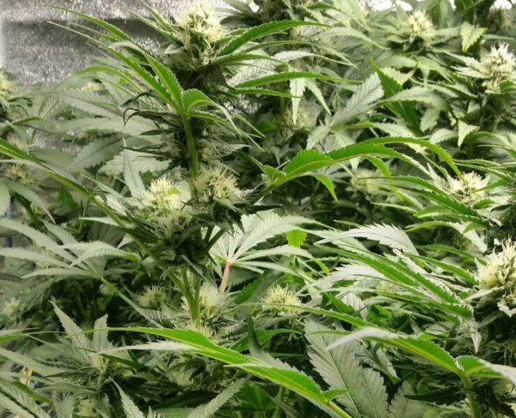 cannabis world news indoor grow Autoflowering plants do not grow tall and are low maintenance.