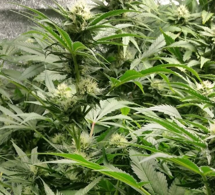 cannabis world news indoor grow Autoflowering plants do not grow tall and are low maintenance.