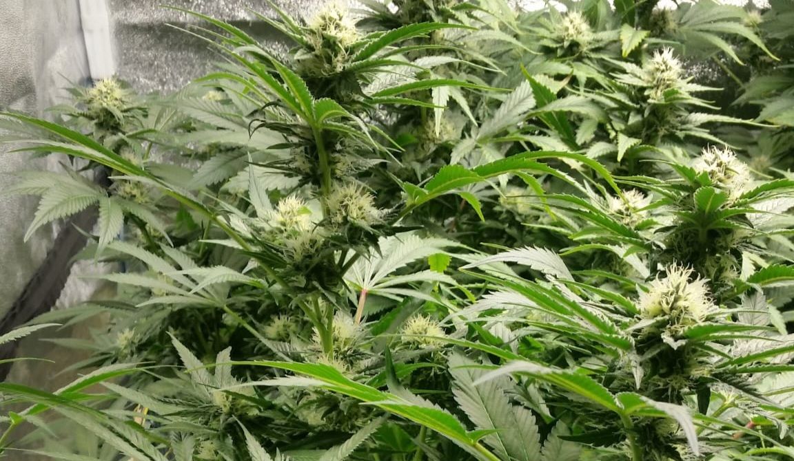 cannabis world news indoor grow Autoflowering plants do not grow tall and are low maintenance.