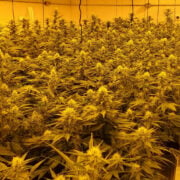 cannabis world news grow op