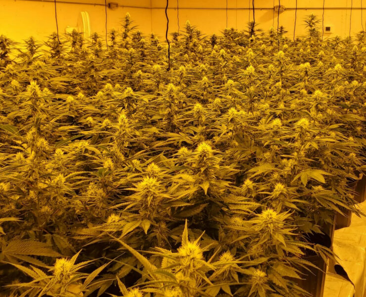 cannabis world news grow op