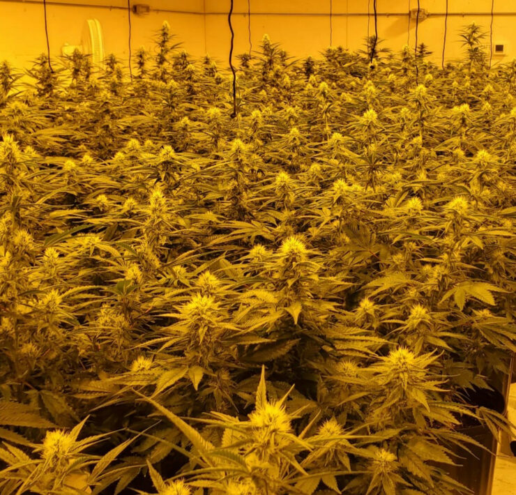 cannabis world news grow op