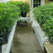 cannabis world news how to grow image of cannabis plants growing in rows